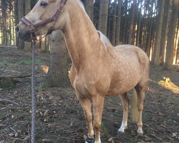 dressage horse Diorella (German Riding Pony, 2016, from Dating At NRW)