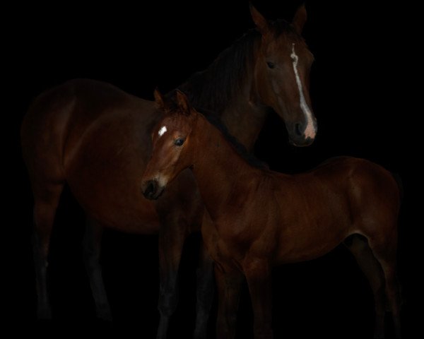 broodmare Soho du Thot (Selle Français, 2006, from Elixir de Madame)