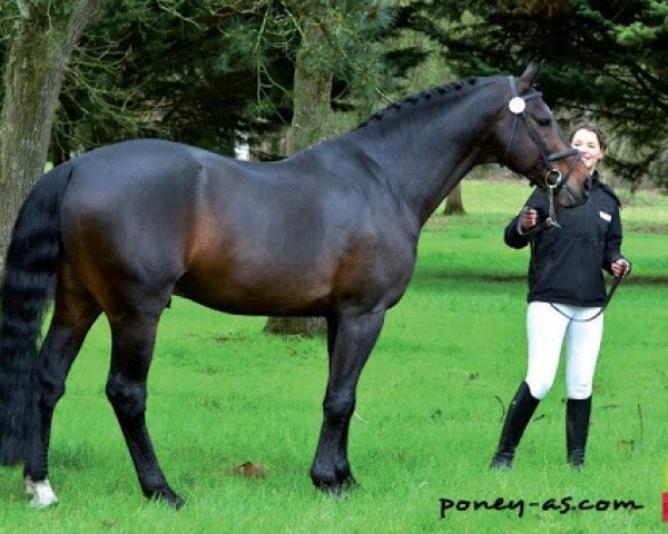 stallion Bandolero M (Royal Warmblood Studbook of the Netherlands (KWPN), 1995, from Burggraaf)