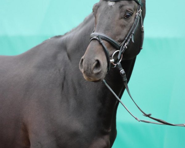 stallion Charado (Zweibrücken, 2011, from Charanto 2)