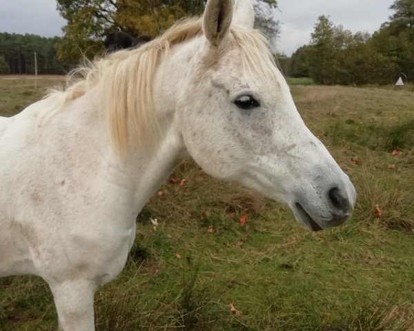 Pferd Jamil Ibn Moheba EAO (Vollblutaraber, 2005, von El Sharif EAO)