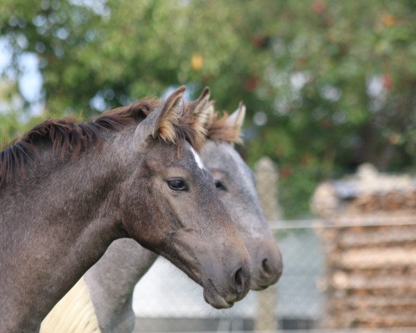 broodmare Flores (Pura Raza Espanola (PRE), 2020, from Peladilla IV)