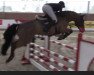 jumper Lennox E Z (Zangersheide riding horse, 2015, from Latour VDM)