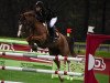 jumper Bonaparte du Thot (French Pony, 2011, from Machno Carwyn)