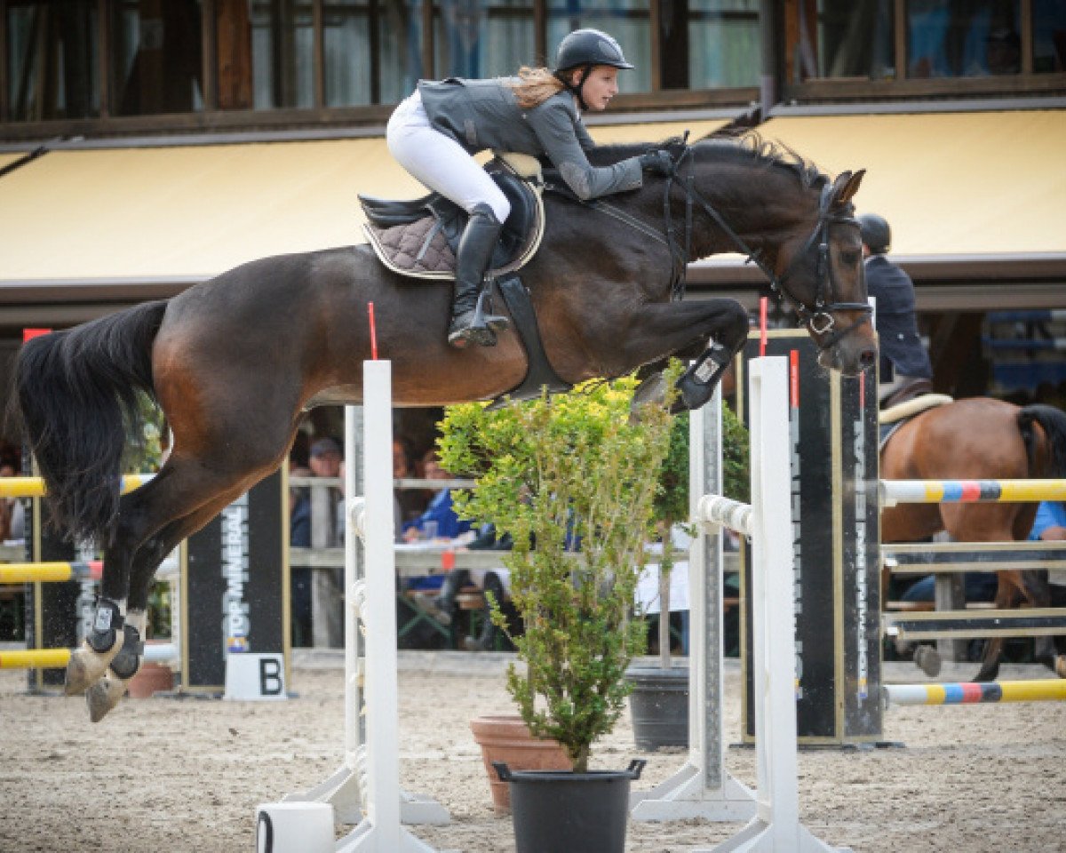 jumper Bilbao du Thot (KWPN (Royal Dutch Sporthorse), 2006, from Chin Chin)