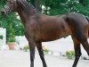 broodmare Fabulous Carolin (Westphalian, 2017, from For Dance)