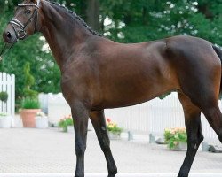 broodmare Fabulous Carolin (Westphalian, 2017, from For Dance)