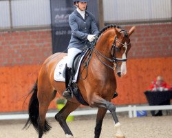 dressage horse Especially (Westphalian, 2010, from Estobar NRW)