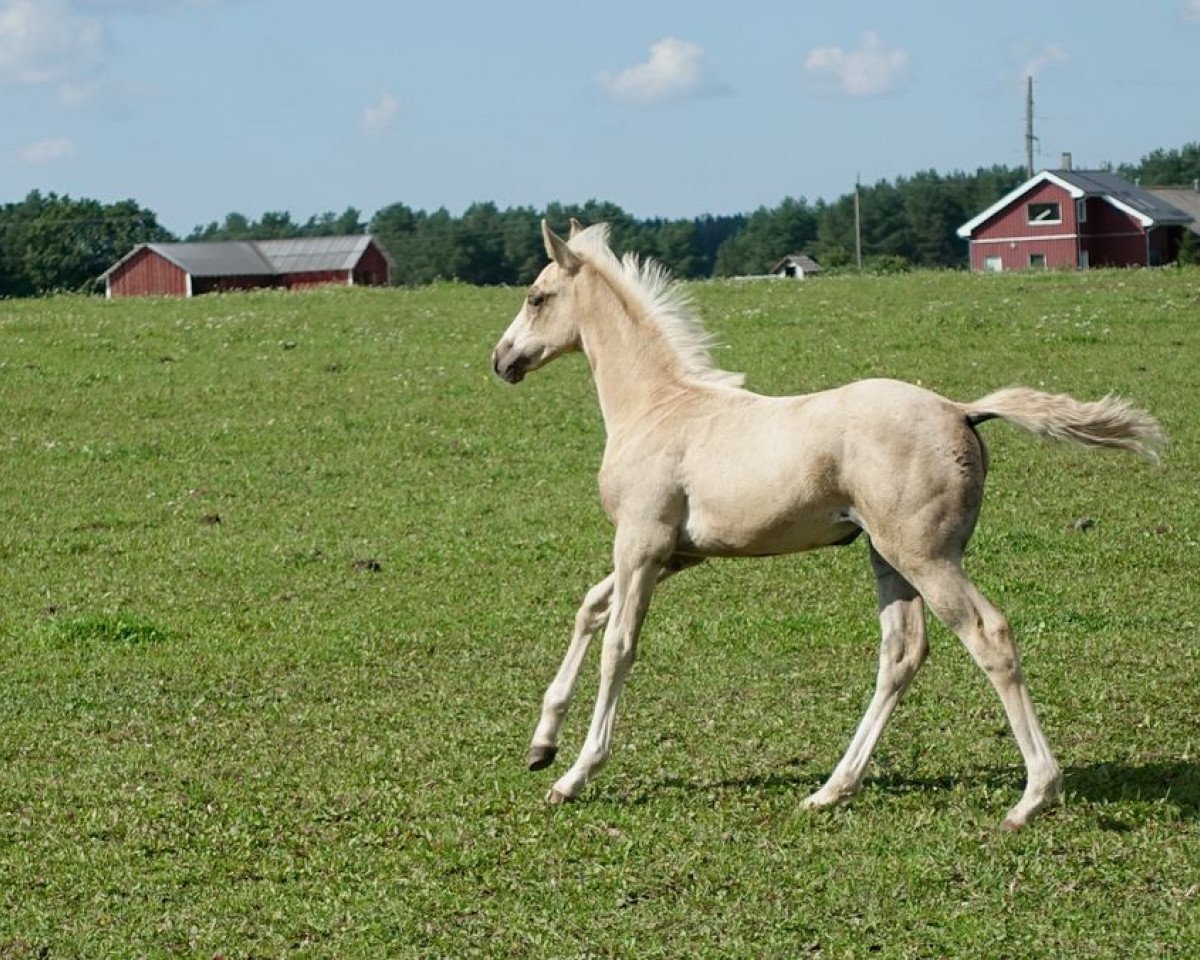Pferd Heliotrope KA (Trakehner, 2020, von Goldmaker xx)