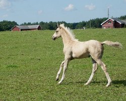 horse Heliotrope KA (Trakehner, 2020, from Goldmaker xx)