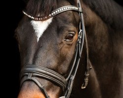 dressage horse Levita 17 (Hanoverian, 2008, from Lauries Crusador xx)