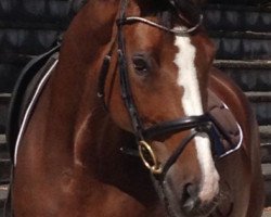 dressage horse Domino 672 (Bavarian, 1998, from Donnerschlag)