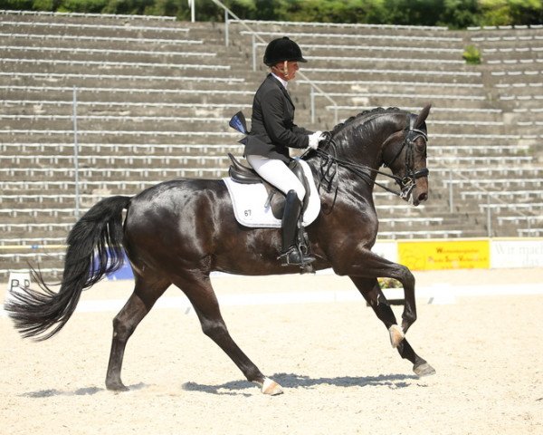 Dressurpferd Davvero 3 (Württemberger, 2011, von Birkhofs Denario)
