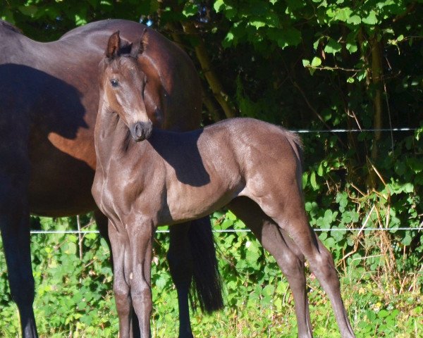 dressage horse Undercut (Trakehner, 2020, from Integer)