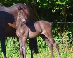 Dressurpferd Undercut (Trakehner, 2020, von Integer)