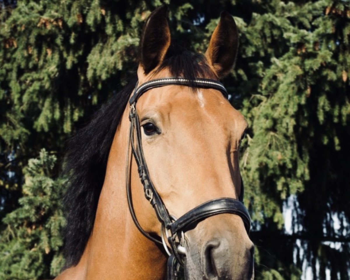 Springpferd Chicoree 2 (Westfale, 2010, von Captain Chancy)