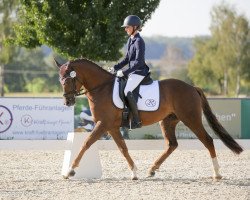 dressage horse Romeo 863 (German Riding Pony, 2017, from Bünteeichen Ricardo)