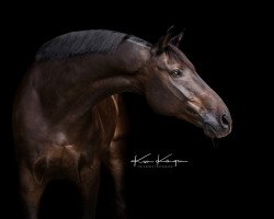 dressage horse Rubins Pierre (Hanoverian, 2001, from Raphael)