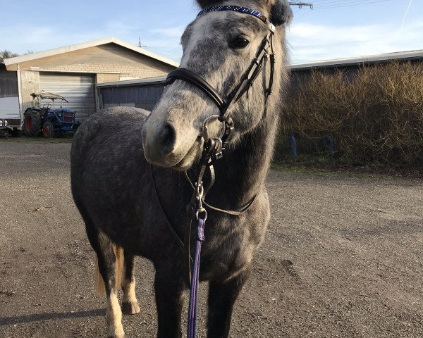 Pferd Samantha (Irish Draught Horse, 2014, von Moores Clover)