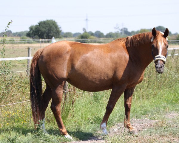 Zuchtstute Aquinta W (Westfale, 2006, von Argonaut)