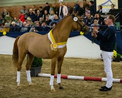 Deckhengst Sophienhöhs Cartier (Deutsches Reitpony, 2017, von Kastanienhof Cockney Cracker)