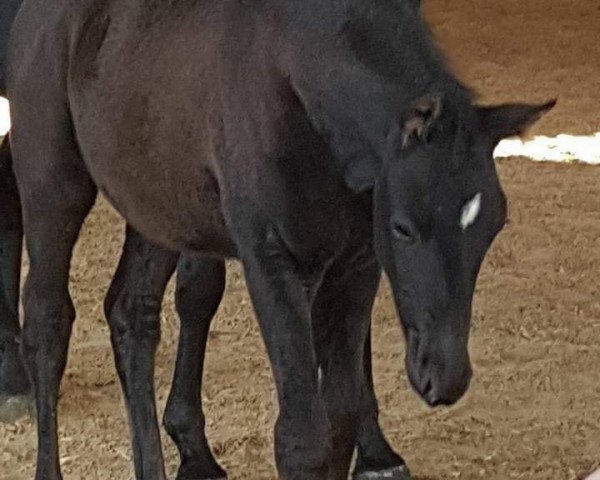 Pferd Kaktus (Trakehner, 2017, von Lossow)