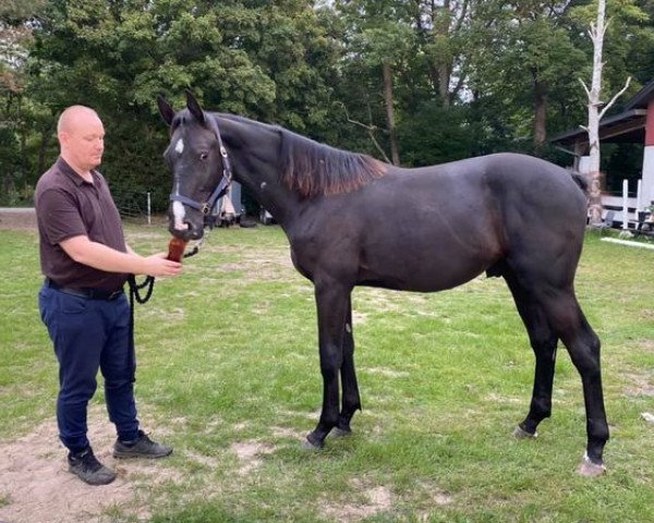 Springpferd Fabulous Fabian (Dänisches Warmblut, 2019, von Favorit Ask)