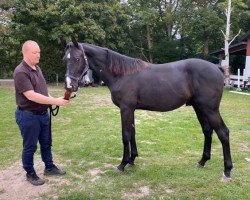 jumper Fabulous Fabian (Danish Warmblood, 2019, from Favorit Ask)