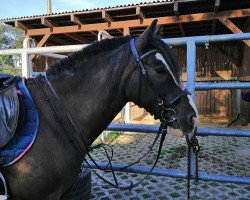 jumper Christine III (Irish Sport Horse, 2009)