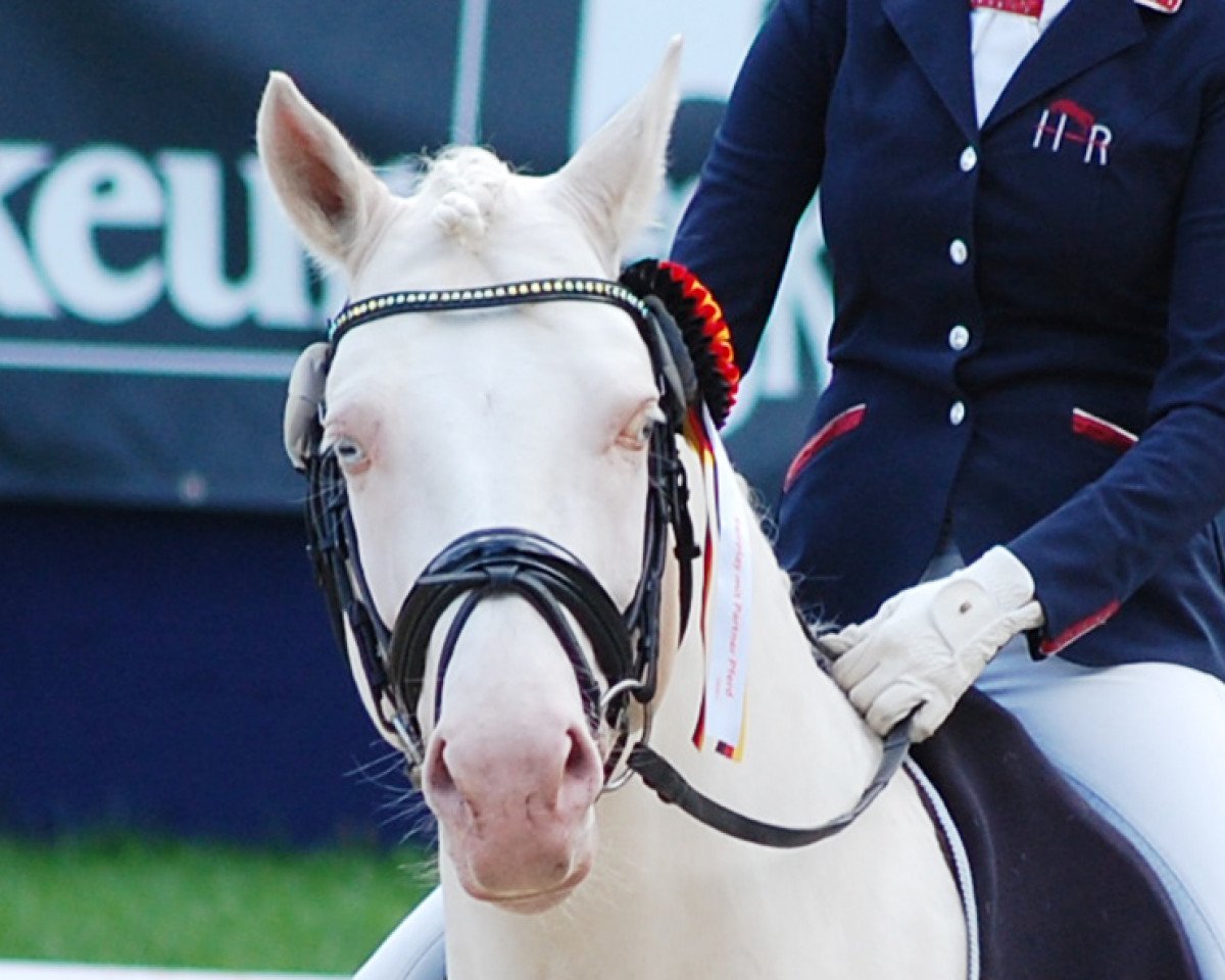 Deckhengst Golden West NRW (Deutsches Reitpony, 2011, von HET Golden Dream)