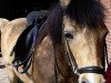 broodmare Milkmaid (Welsh-Cob (Sek. C), 1989, from Synod Replay)