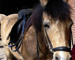 broodmare Milkmaid (Welsh-Cob (Sek. C), 1989, from Synod Replay)