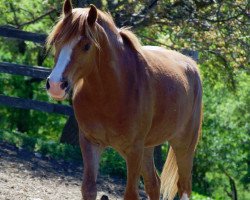 Pferd Ricardo (Welsh Pony (Sek.B), 2009, von Firwood's Lord Riordon)