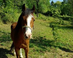 Pferd Schäferhofs Exel (Welsh Pony (Sek.B), 2016, von Stougjeshoeve Eagle Eye)