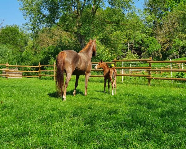 Pferd Ariva (Deutsches Reitpony, 2020, von Nevio)