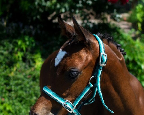 horse Navaro (German Riding Pony, 2020, from Nablissimo 4)