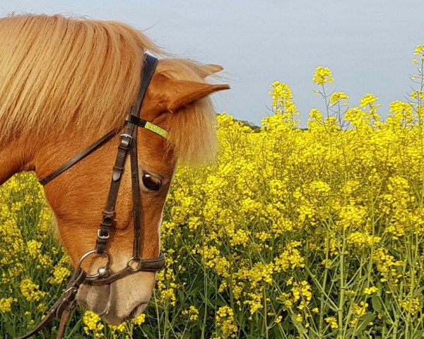 Pferd Rokko (Welsh Pony (Sek.B), 2010, von Firwood's Lord Riordon)