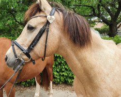 broodmare My Lady (German Riding Pony, 1997, from Da Capo)