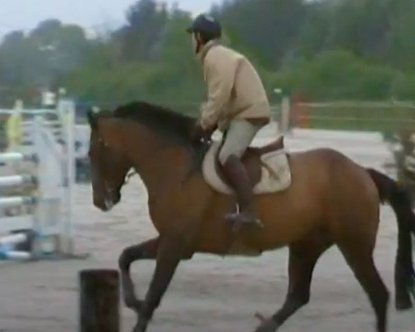 Pferd Quelstyl de Riverland (Selle Français, 2004, von Papillon Rouge)