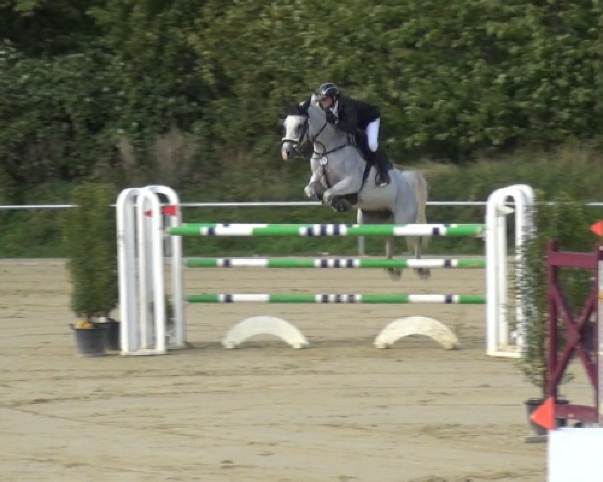 broodmare Horse Gym's Cylana (Bavarian, 2011, from Cornado NRW)