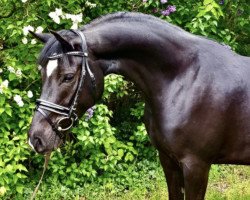 dressage horse Monalie (German Riding Pony, 2016, from Bünteeichen Ricardo)