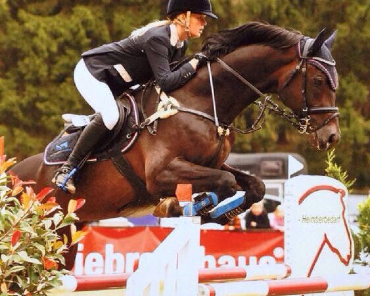Deckhengst Hosco (Holsteiner, 2004, von Heraldik xx)