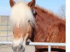 broodmare Hofmarie (Haflinger, 2007, from Aktuellus)