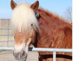 Zuchtstute Hofmarie (Haflinger, 2007, von Aktuellus)