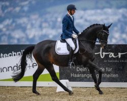 dressage horse Hagedorn (Trakehner, 2015, from Hibiskus)