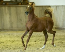 horse Pablo (Arabian thoroughbred, 2020, from Lamandro)