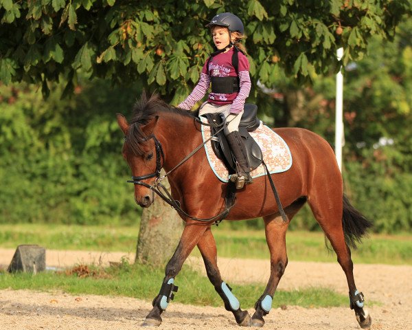 dressage horse DAYLIGHT (German Riding Pony, 2001, from Seiron)