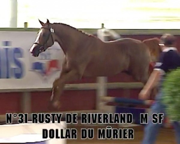 horse Rusty de Riverland (Selle Français, 2005, from Dollar du Murier)