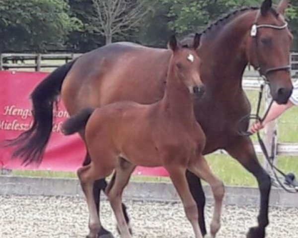 broodmare Latina (Hann. Draft horse (Schlesw.Urspr.), 2007, from Tannenhof's London Swing)