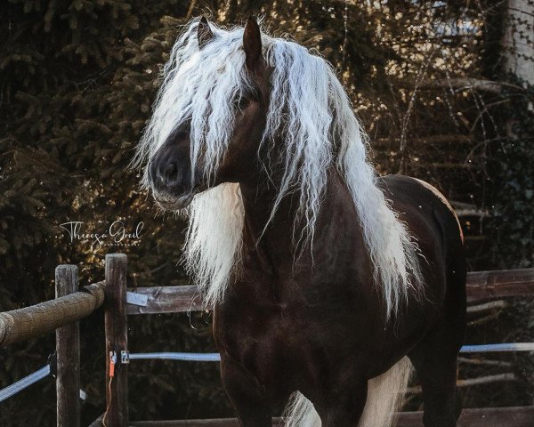 Deckhengst Wilano (Schwarzwälder Kaltblut, 2015, von Wildschütz)